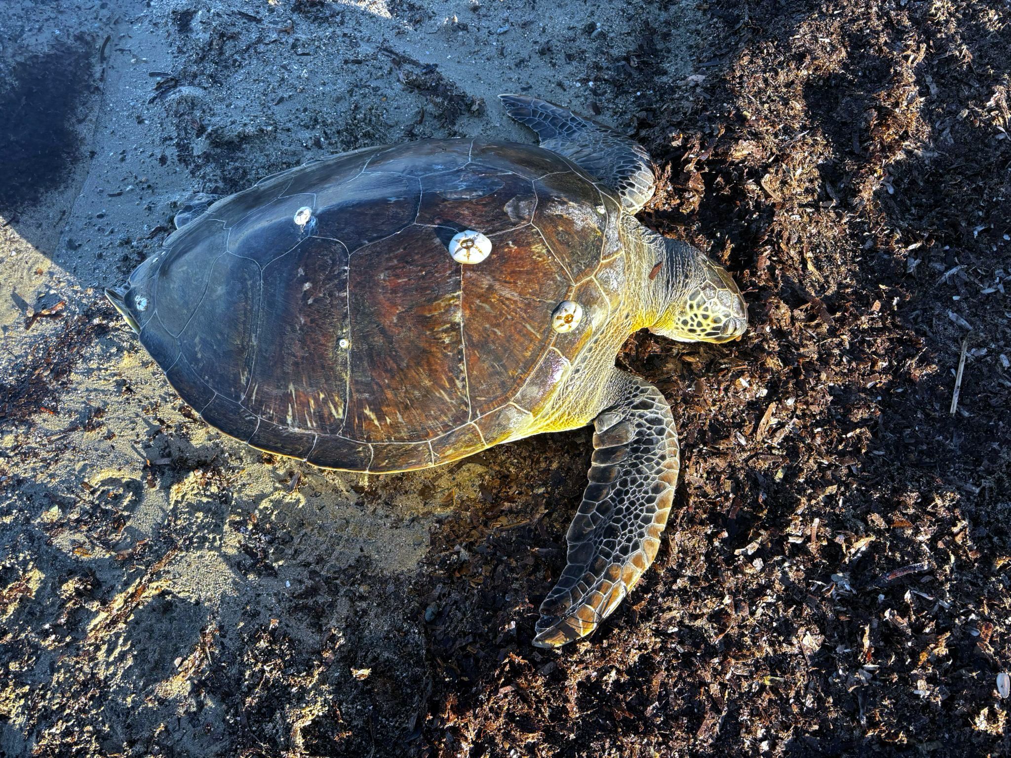 1 metre boyundaki caretta kıyıya vurdu