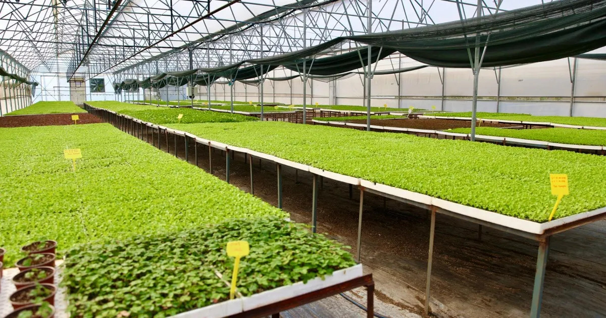 400 Bin Kışlık Sebze Fidesi Dağıtıma Hazır