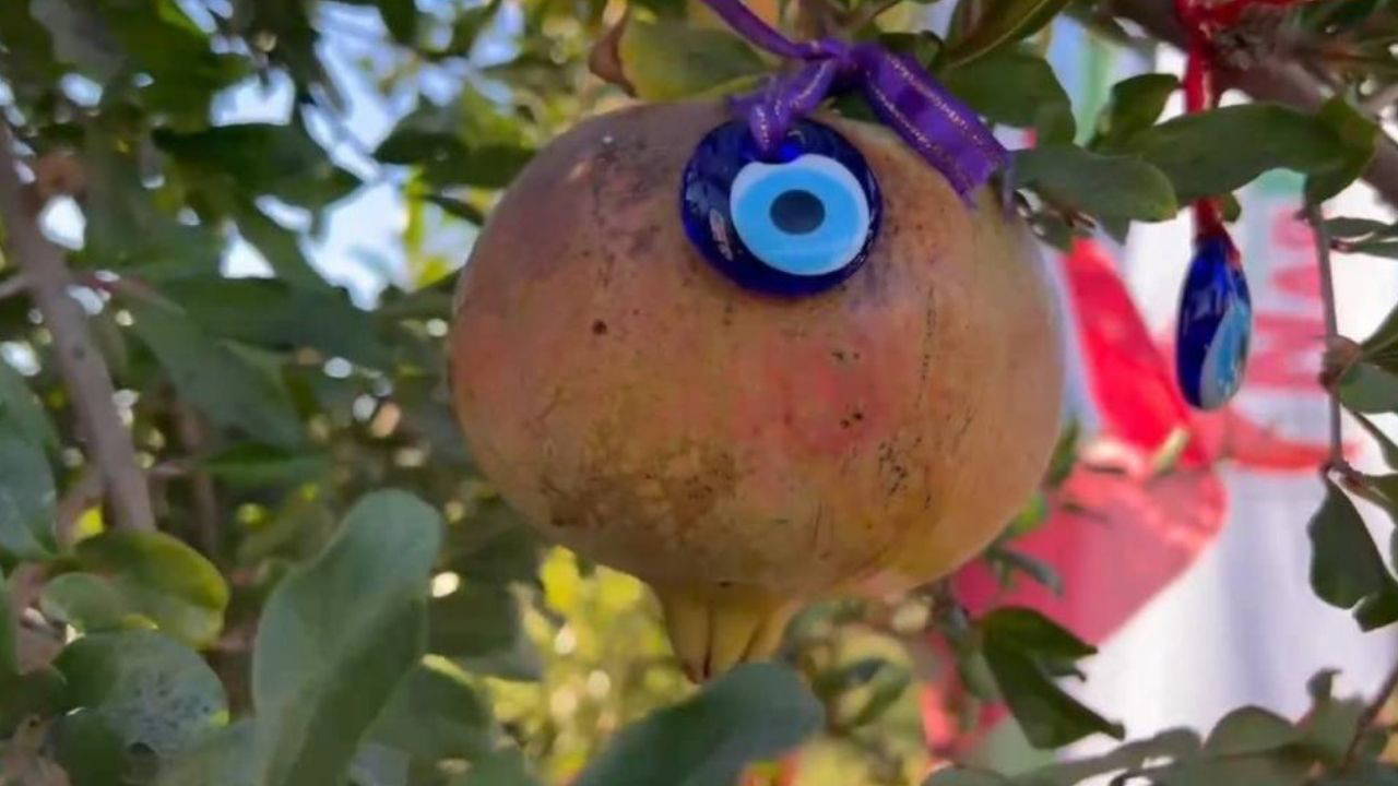 AB tescilli Suruç narında hasat dönemi: 650 bin ton nar üretimi bekleniyor 1 AB tescilli Suruç narında hasat dönemi: 650 bin ton nar üretimi bekleniyor