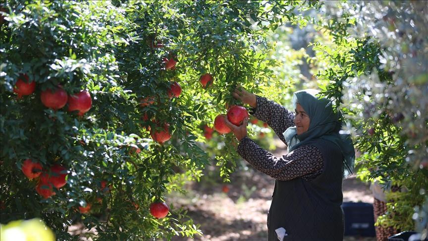 Antalya nar üretiminde ve ihracatında ilk sırada
