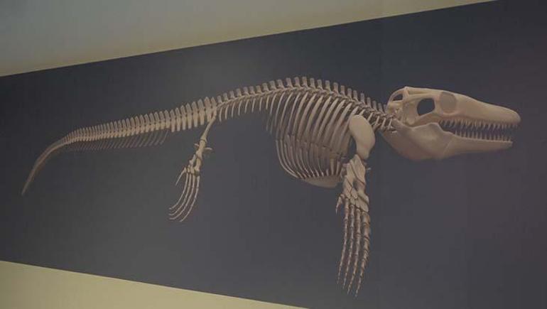 Asya’da tek, Türkiye’de ilk: 65 milyon yıl önceki dev canlı keşfedildi! Dünyada yalnızca 7 yerde var 3 Asya’da tek, Türkiye’de ilk: 65 milyon yıl önceki dev canlı keşfedildi! Dünyada yalnızca 7 yerde var