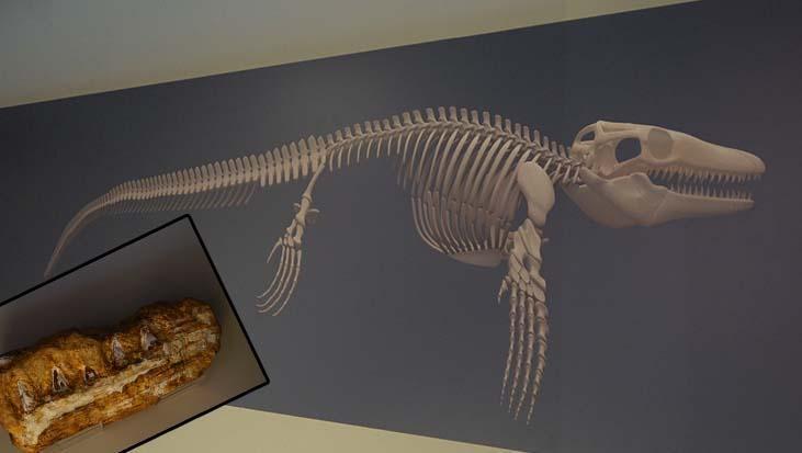 Asya’da tek, Türkiye’de ilk: 65 milyon yıl önceki dev canlı keşfedildi! Dünyada yalnızca 7 yerde var