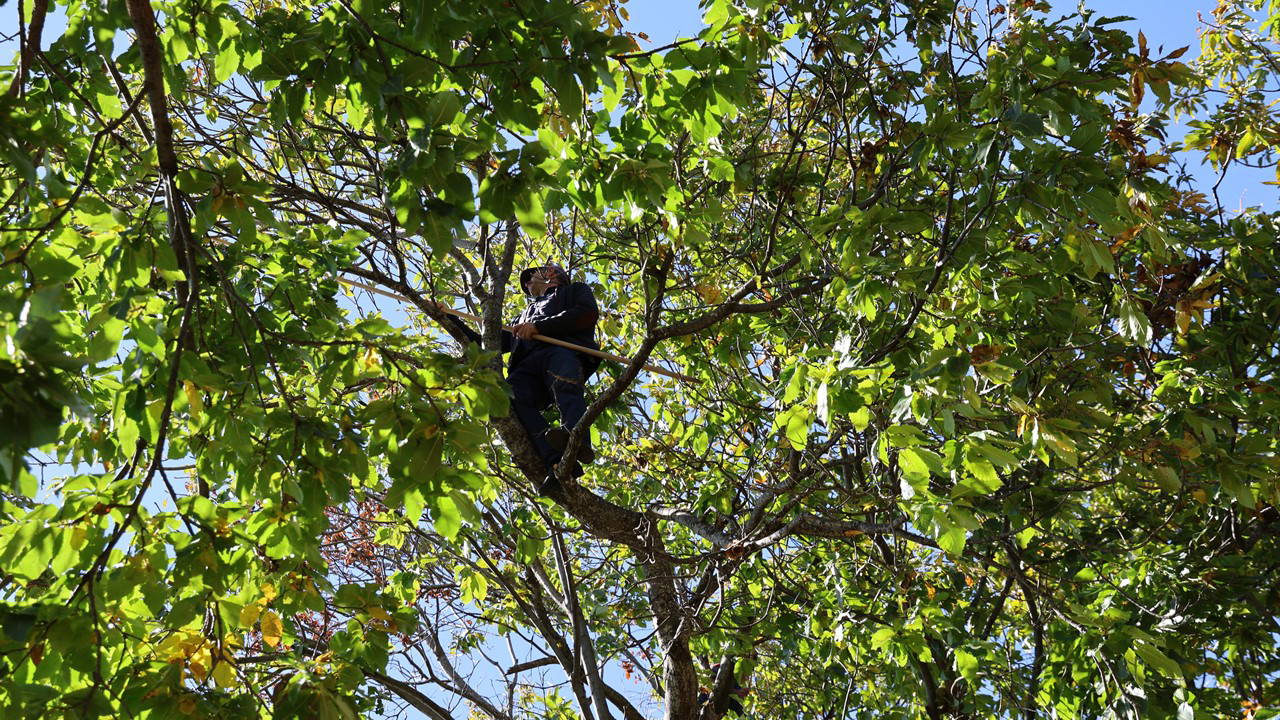 Aydın dağlarında zorlu hasat sona erdi: Kuraklığa rağmen rekolte iyi…
