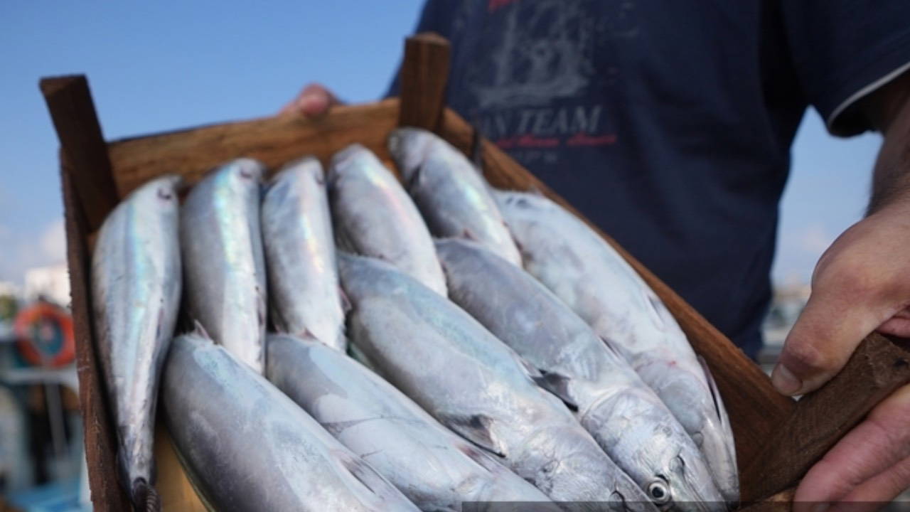 Bakanlık açıkladı: Filipinler’e kanatlı eti ile su ürünleri ihracatında kısıtlamalar kaldırıldı