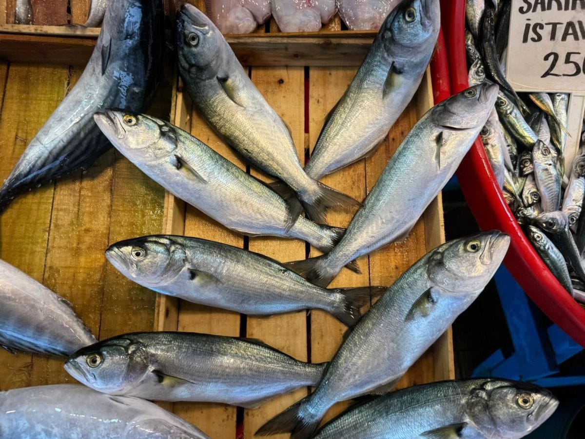 Bandırma Balık Hali'nde sezon hareketli geçiyor 1 Bandırma Balık Hali'nde sezon hareketli geçiyor