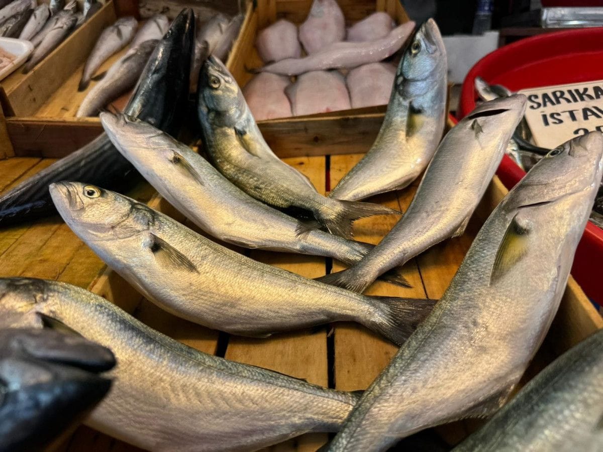 Bandırma Balık Hali'nde sezon hareketli geçiyor 4 Bandırma Balık Hali'nde sezon hareketli geçiyor