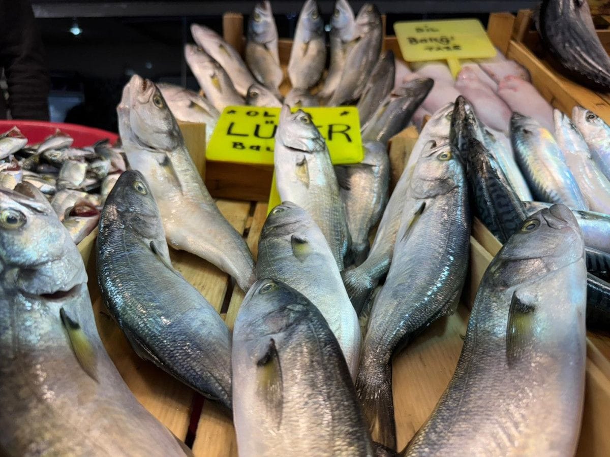 Bandırma Balık Hali'nde sezon hareketli geçiyor 5 Bandırma Balık Hali'nde sezon hareketli geçiyor