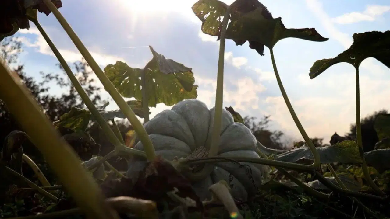 'Beyaz Elmas' hasadı başladı: Tek tek kesilerek toplanıyor