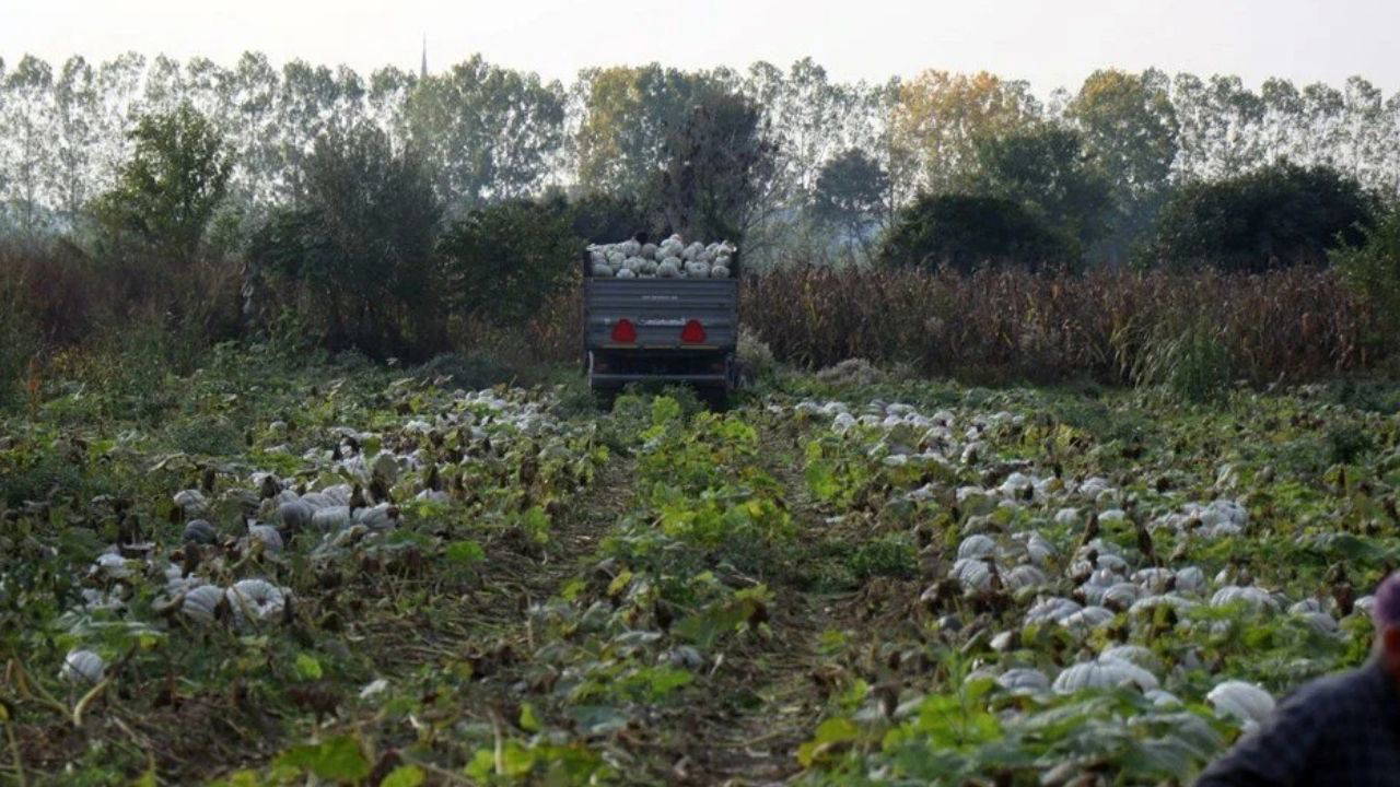 ‘Beyaz Elmas’ hasadı başladı: Tek tek kesilerek toplanıyor