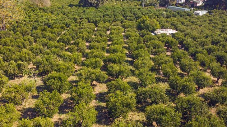 Bodrum mandalinasında rekolte beklentisi yüksek