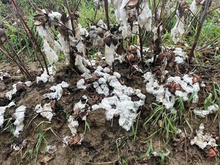 Ceviz büyüklüğünde dolu felakete neden oldu! 2 Ceviz büyüklüğünde dolu felakete neden oldu!