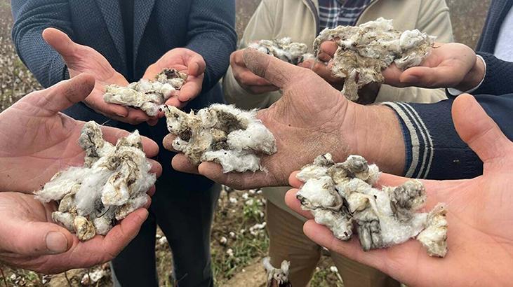 Ceviz büyüklüğünde dolu felakete neden oldu!