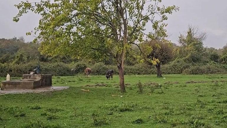 Daha 17 yaşındaydı! Kuyudaki ceset Hasret'e ait çıktı 2 Daha 17 yaşındaydı! Kuyudaki ceset Hasret'e ait çıktı