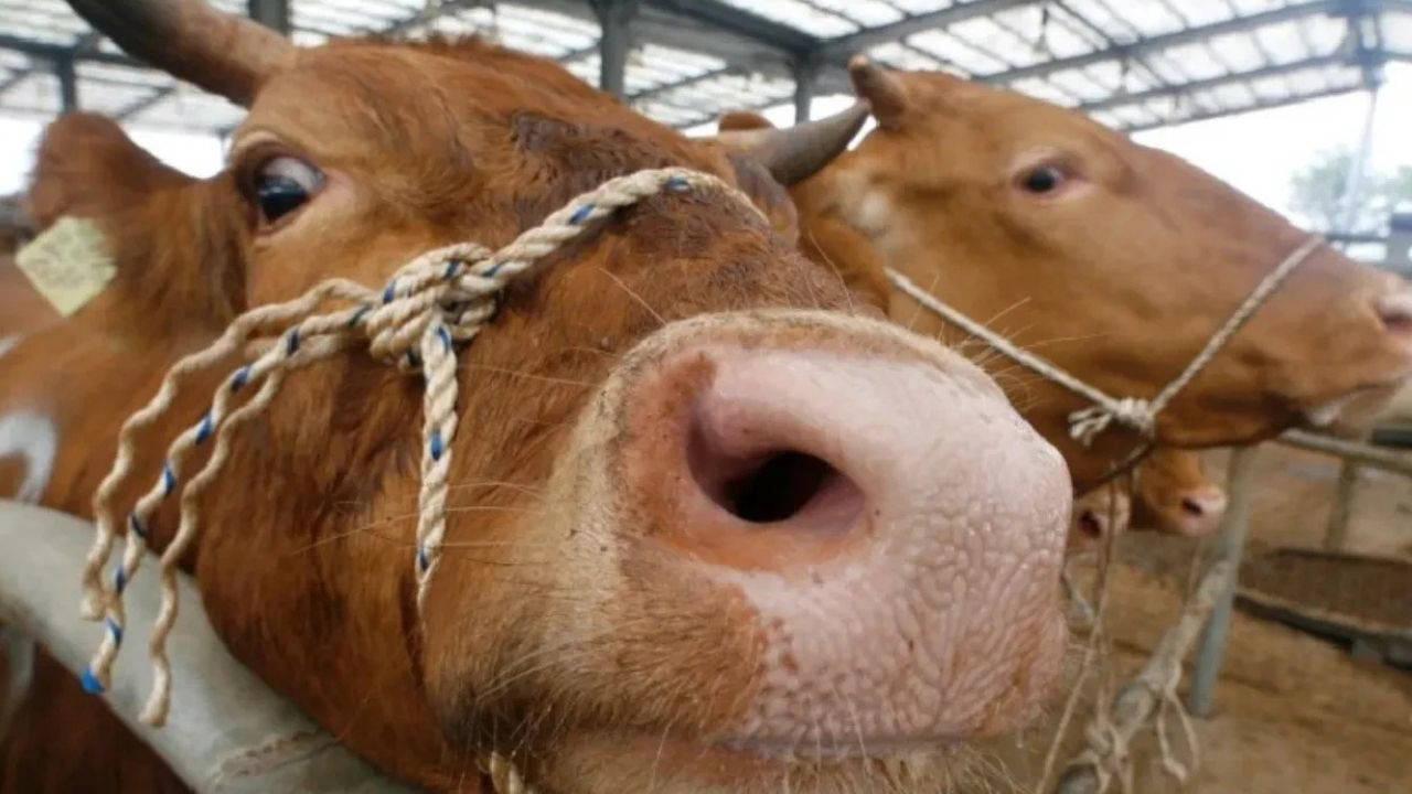 Deli Dana Hastalığı: Belirtileri, Nedenleri ve Bulaşıcılığı Hakkında Her Şey