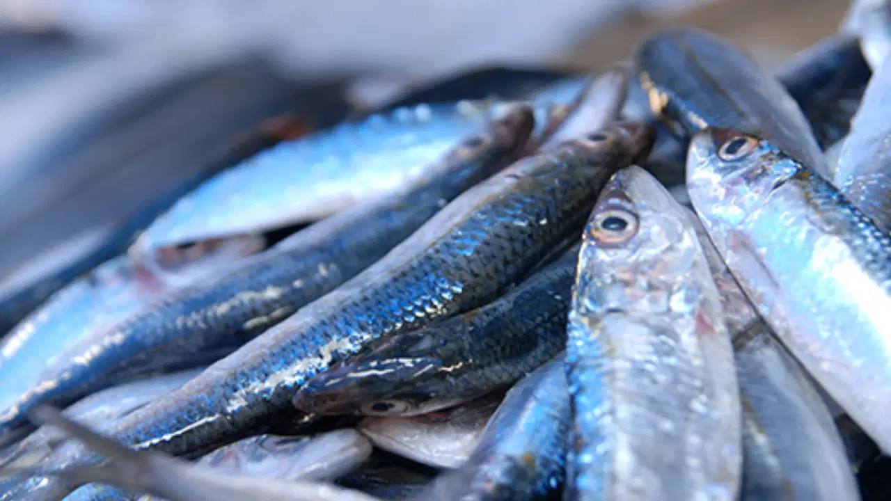 Denizlerde balık bolluğu: Hamsinin fiyatı 89 liraya düştü