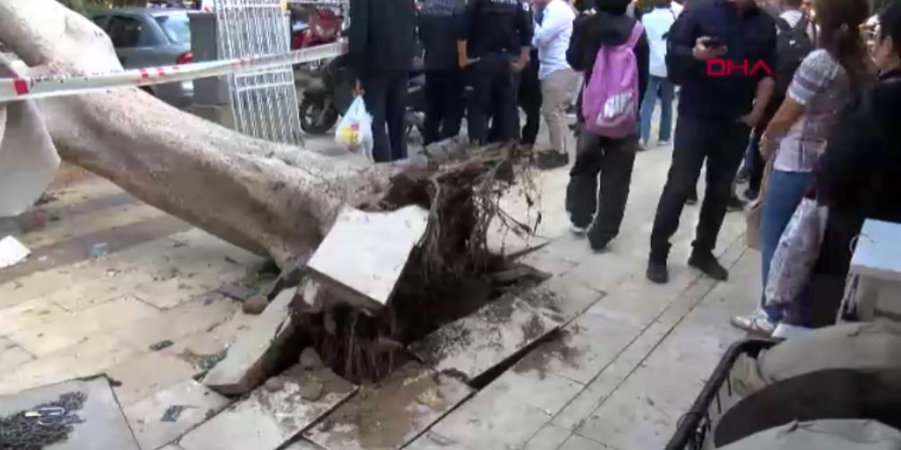 Devasa Ağaç, Beş Araç Üzerine Yuvarlandı: Milyonlarca Lira Değerde Hasar!