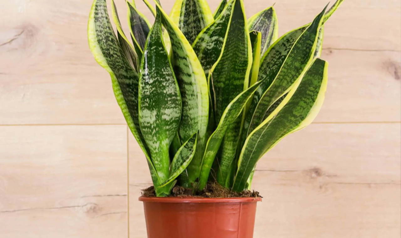 Doğal hava temizleyicilerle ferah ve sağlıklı evler: Havayı arındıran en etkili 6 bitki 2 Doğal hava temizleyicilerle ferah ve sağlıklı evler: Havayı arındıran en etkili 6 bitki