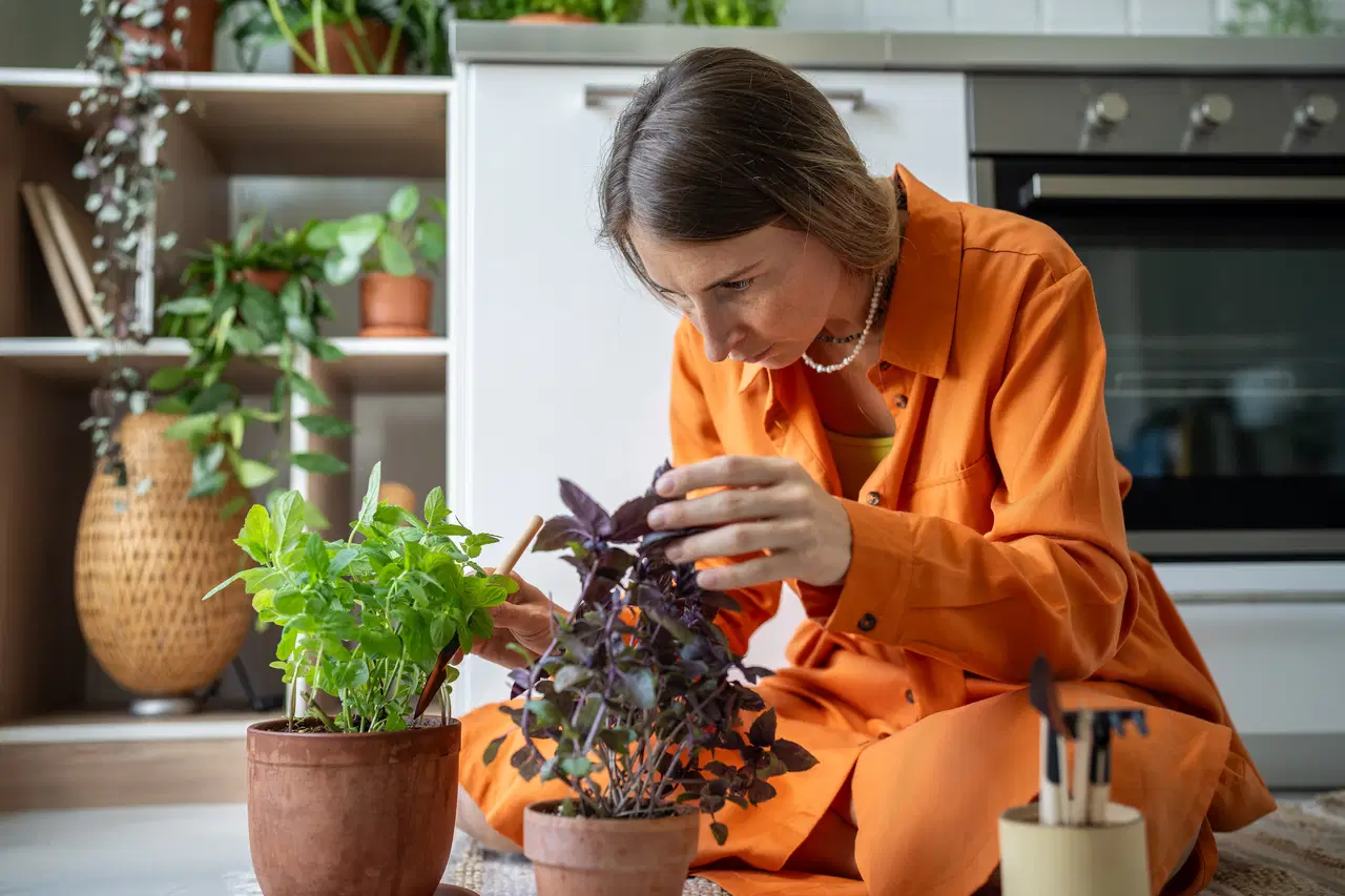 Doğal hava temizleyicilerle ferah ve sağlıklı evler: Havayı arındıran en etkili 6 bitki