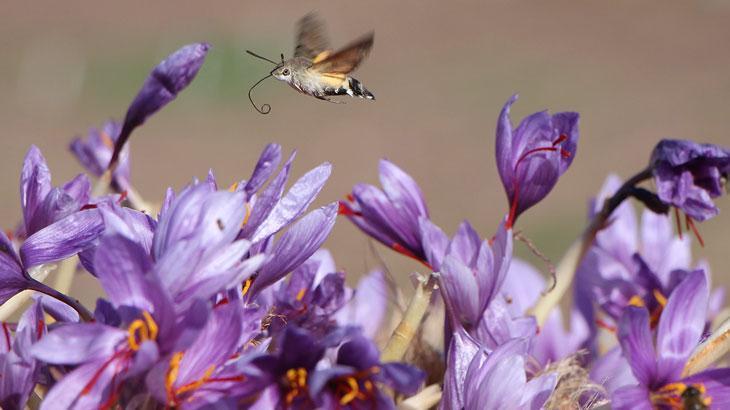 Dünyanın en pahalı baharatı safranın 1 gramı 500 TL
