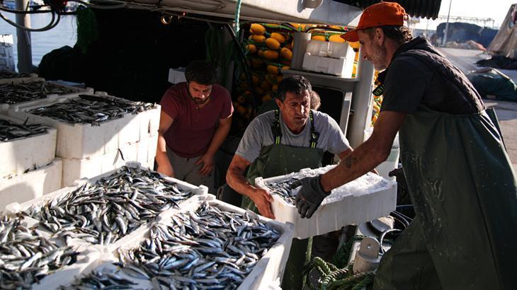 Ege’de sardalya bereketi: ‘Bu sene bolluk yaşanıyor’