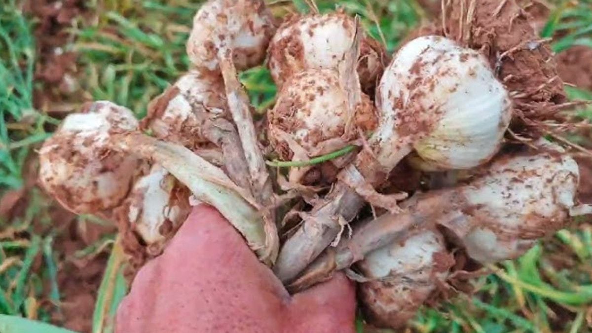 Ekim ayı bitmeden toprağa gömün, hasadı iki katına çıkarın