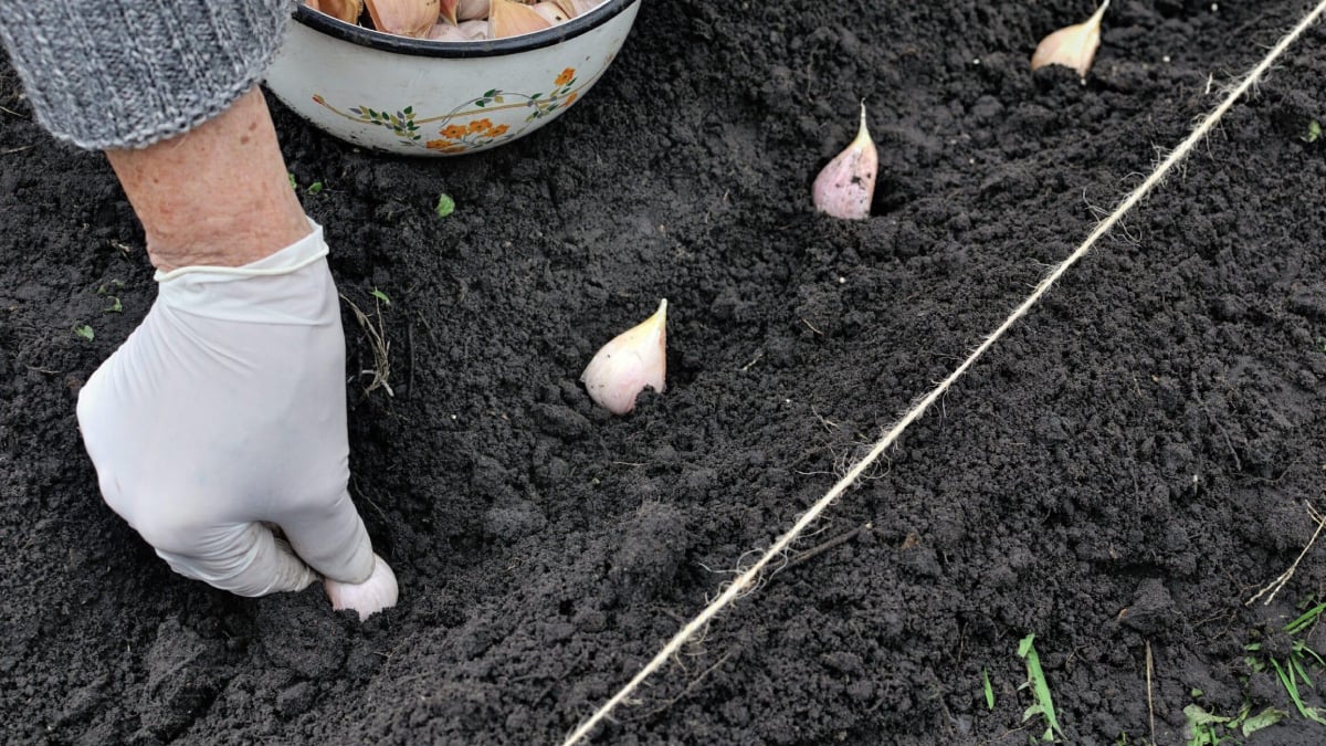 Ekim ayı bitmeden toprağa gömün, hasadı iki katına çıkarın