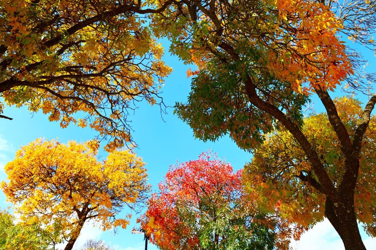 Elazığ'ın 4 Bin Yıllık Mahallesi Sonbaharda Eşsiz Manzarasıyla Büyülüyor