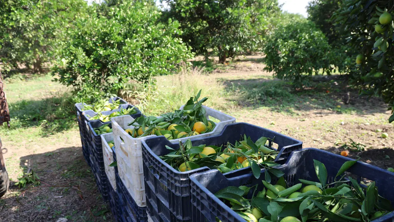 En ucuz meyve: Bahçede fiyatı 8 TL’ye kadar düştü