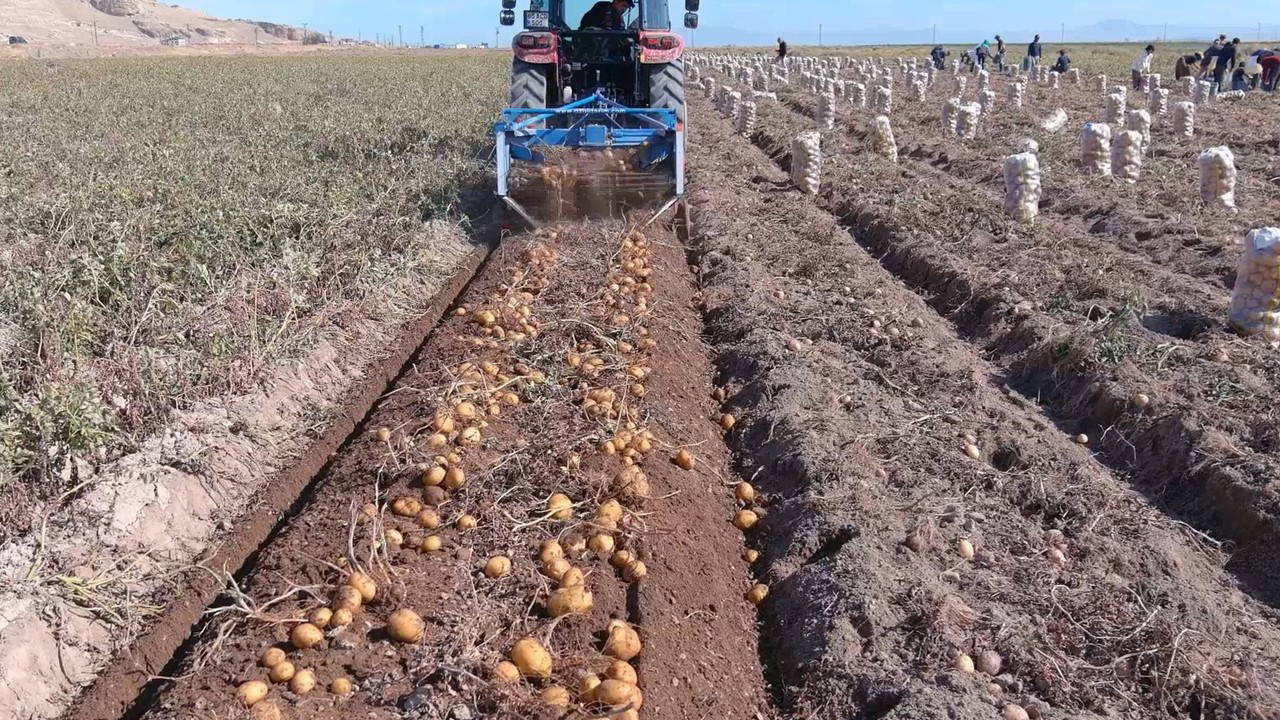 Erciş’te hasta başladı: 250 ton rekolte bekleniyor…