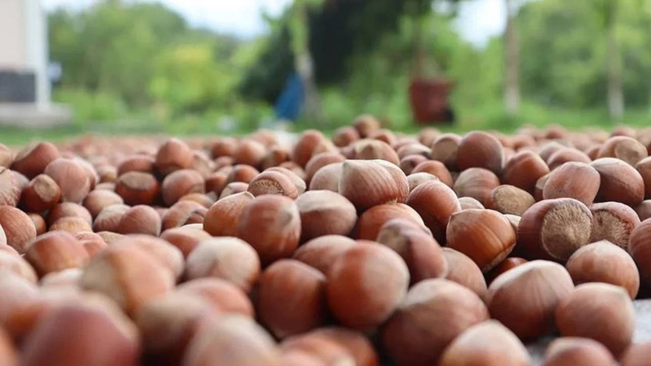 Giresun Ziraat Odası Başkanı Karan: ‘Tekelci firma fındık üreticisini yıllardır sömürüyor’