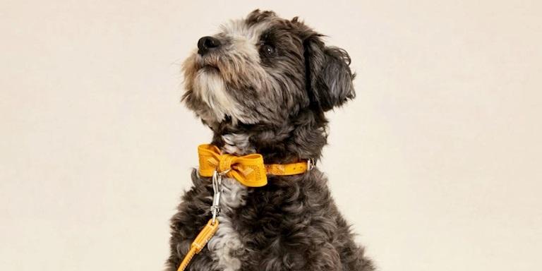 Goyard’ın Sevimli Dostlara Bir Sürprizi Var