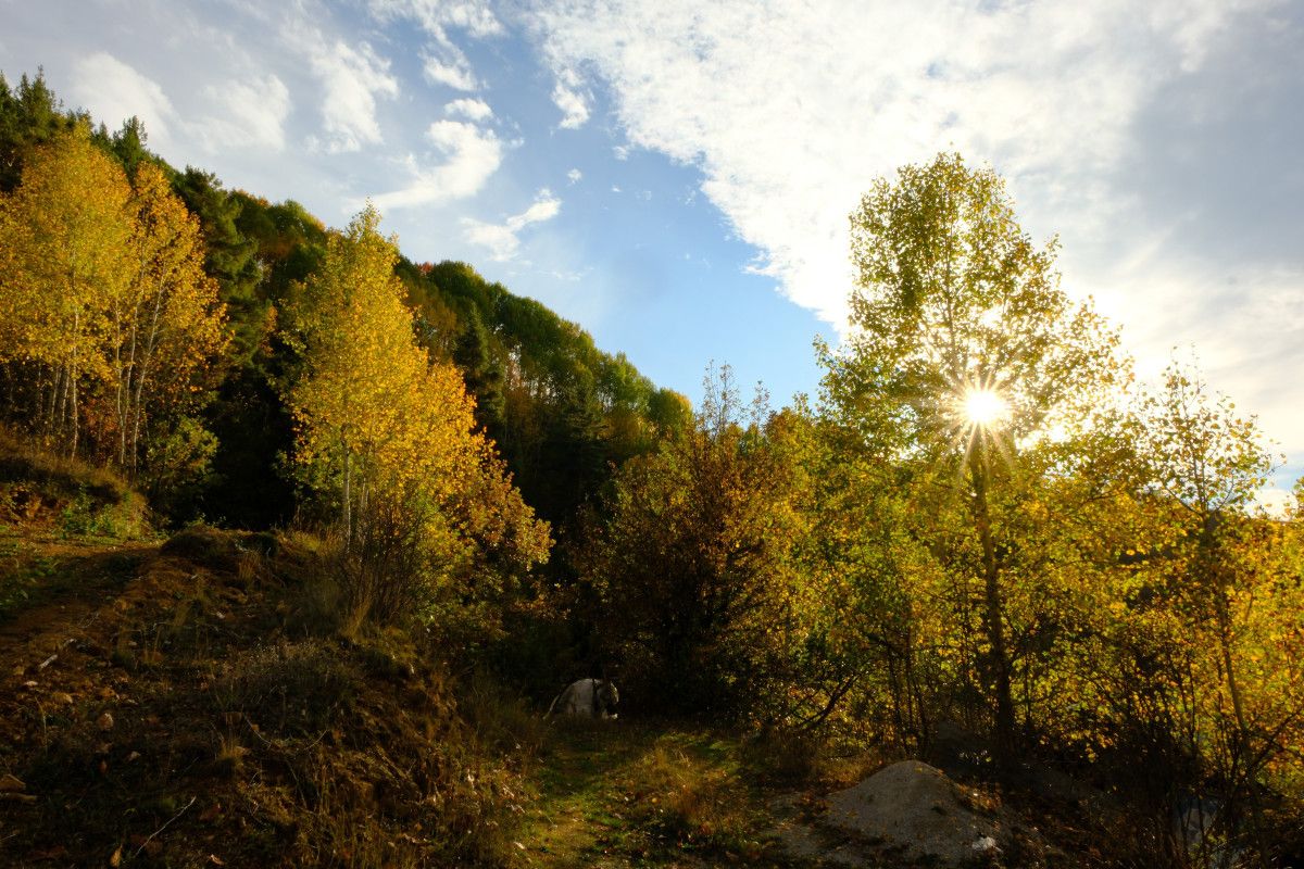 Gümüşhane'de Alpleri aratmayan renk cümbüşü