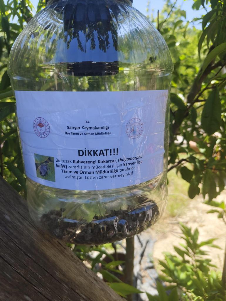 Gürcistan'dan Türkiye'ye Sızan Tehlike: İstanbullunun Kâbusu Hızla Yayılıyor!