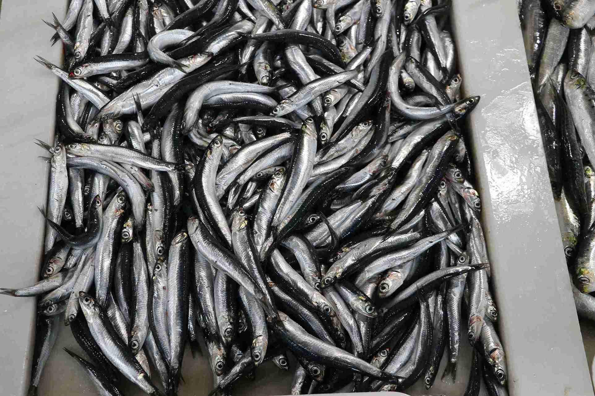 Hamsi: Tezgahlarda Yerini Aldı, Fiyatı Merakla Bekleniyor! 1 Hamsi: Tezgahlarda Yerini Aldı, Fiyatı Merakla Bekleniyor!