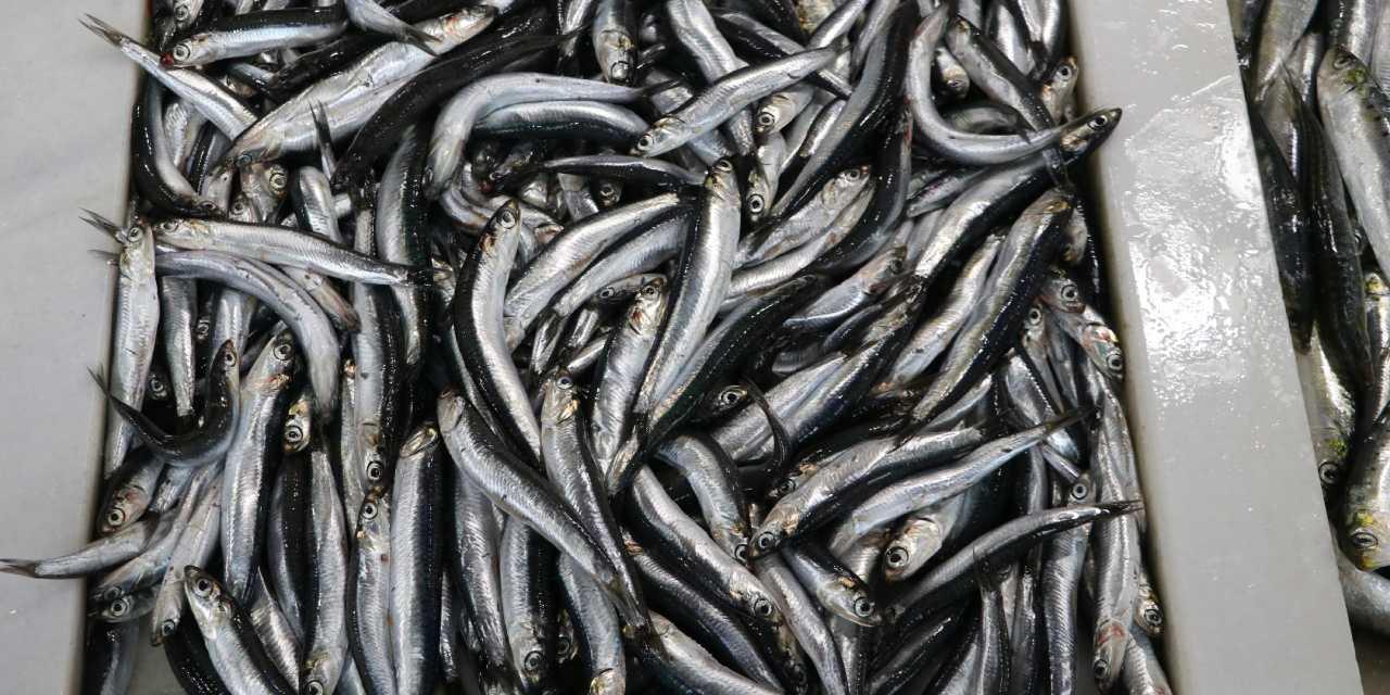 Hamsi: Tezgahlarda Yerini Aldı, Fiyatı Merakla Bekleniyor!