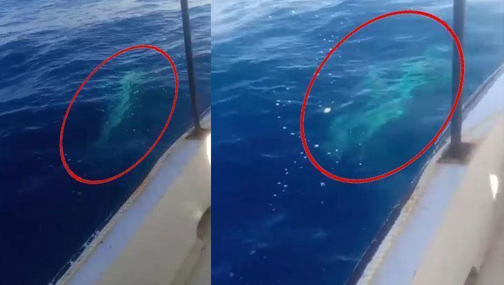 Hatay Açıklarında Korku Dolu Anlar: Dev Köpek Balığı, Balıkçı Teknesine Sarıldı!