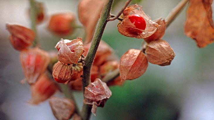 Hint Tıbbının Mucizesi: Stresi Doğal Yöntemlerle Kontrol Altına Alma Yöntemleri