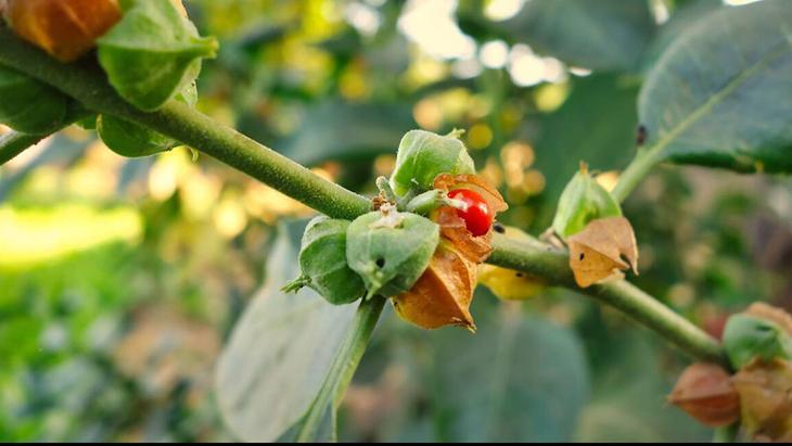 Hint Tıbbının Mucizesi: Stresi Doğal Yöntemlerle Kontrol Altına Alma Yöntemleri