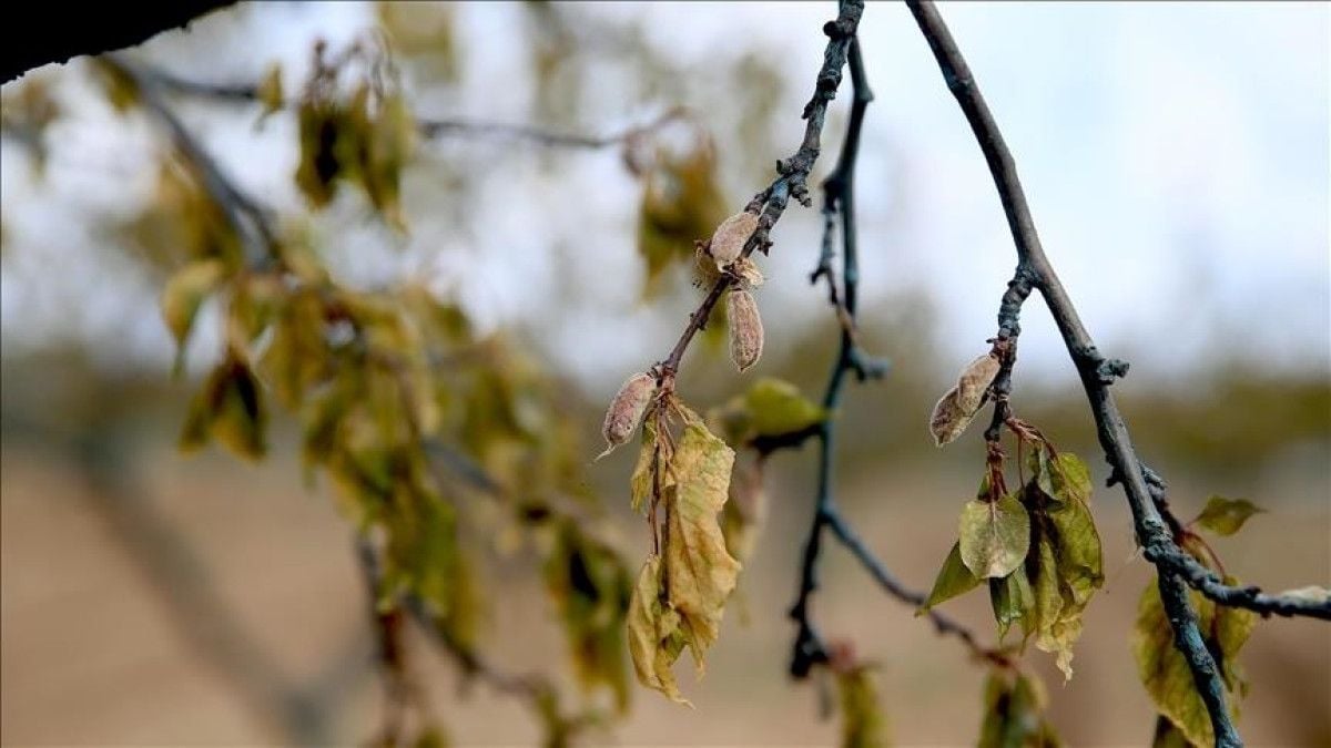 İbrahim Yumaklı'dan Zirai Don Destek Ödemeleri Hakkında Çarpıcı Açıklama