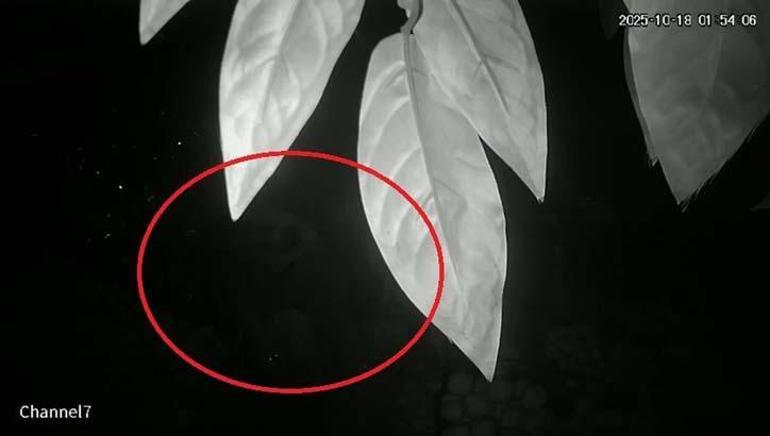 İki mahallenin kabusu! Yeni görüntüler ortaya çıktı: Çok korkuyoruz 3 İki mahallenin kabusu! Yeni görüntüler ortaya çıktı: Çok korkuyoruz