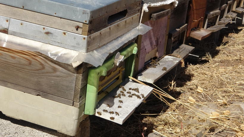 İklim değişikliği arıları etkiledi: Rekolte düştü 2 İklim değişikliği arıları etkiledi: Rekolte düştü