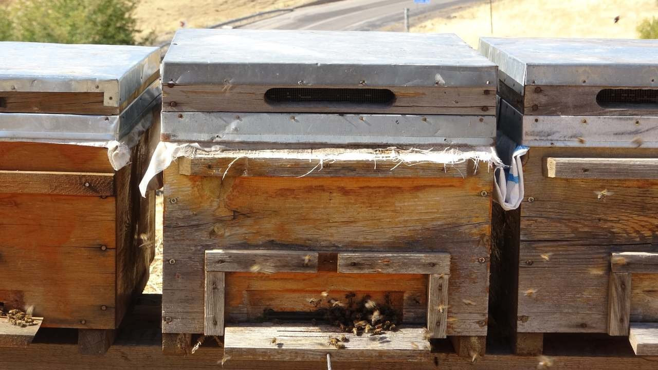 İklim değişikliği arıları etkiledi: Rekolte düştü