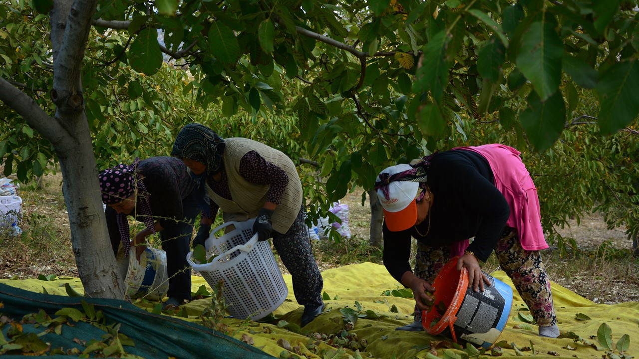 İlk 4 yıl mahsul vermedi: Şimdi siparişlere yetişemiyorlar