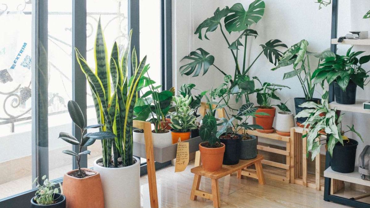 Isınırken Tasarruf: Faturayı Düşüren 3 Etkili Bitki 1 Isınırken Tasarruf: Faturayı Düşüren 3 Etkili Bitki