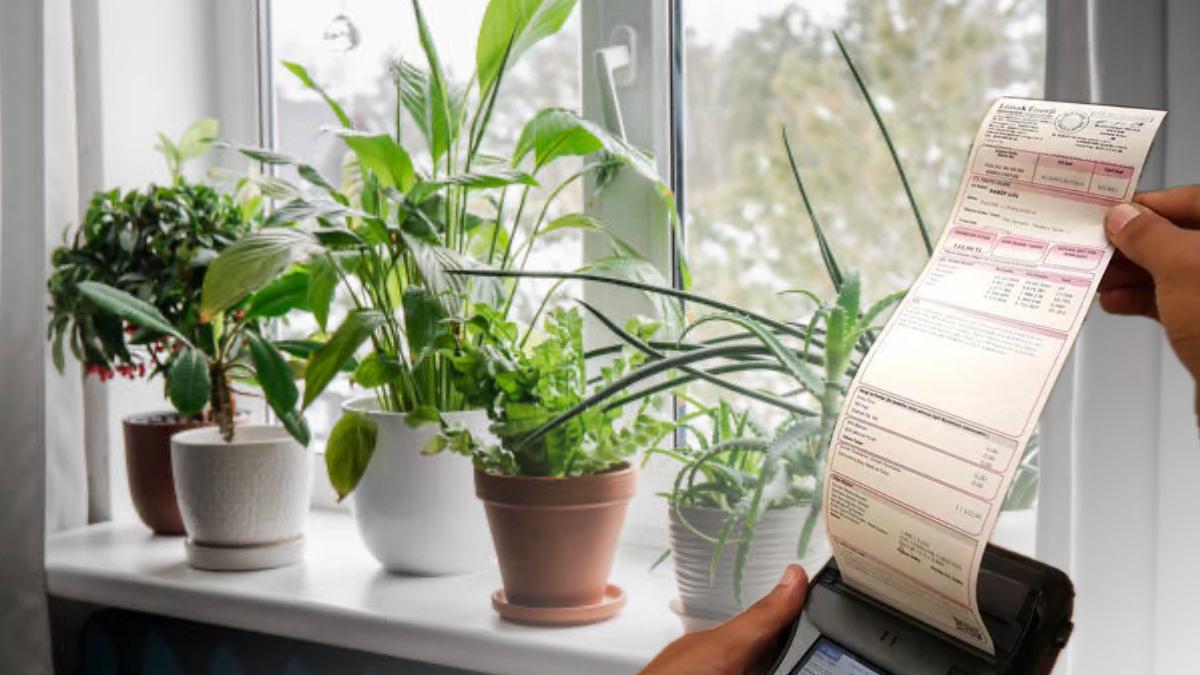 Isınırken Tasarruf: Faturayı Düşüren 3 Etkili Bitki