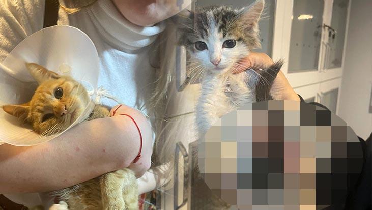 Isparta’da sokak hayvanlarına vahşet! ‘Bağlama büyüsü’ için uzuvlarını kesmişler