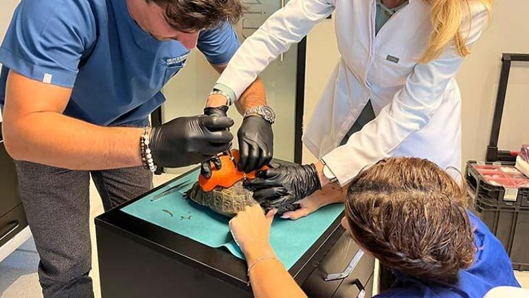 Kabuğu kırılan kaplumbağaya 3 boyutlu protez! Roka hayata tutundu