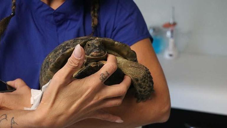 Kabuğu kırılan kaplumbağaya 3 boyutlu protez! Roka hayata tutundu