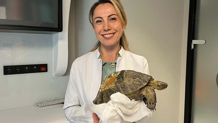 Kabuğu kırılan kaplumbağaya 3 boyutlu protez! Roka hayata tutundu