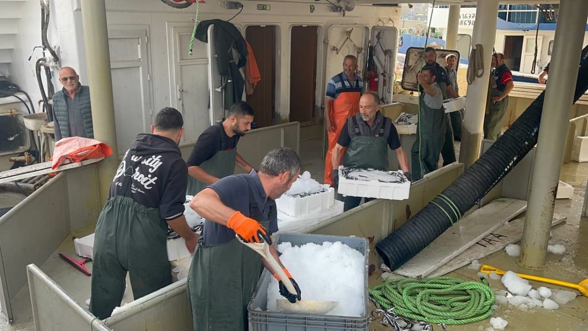Karadeniz’de hamsi bolluğu: Kilosu 100- 150 TL’ye kadar düştü